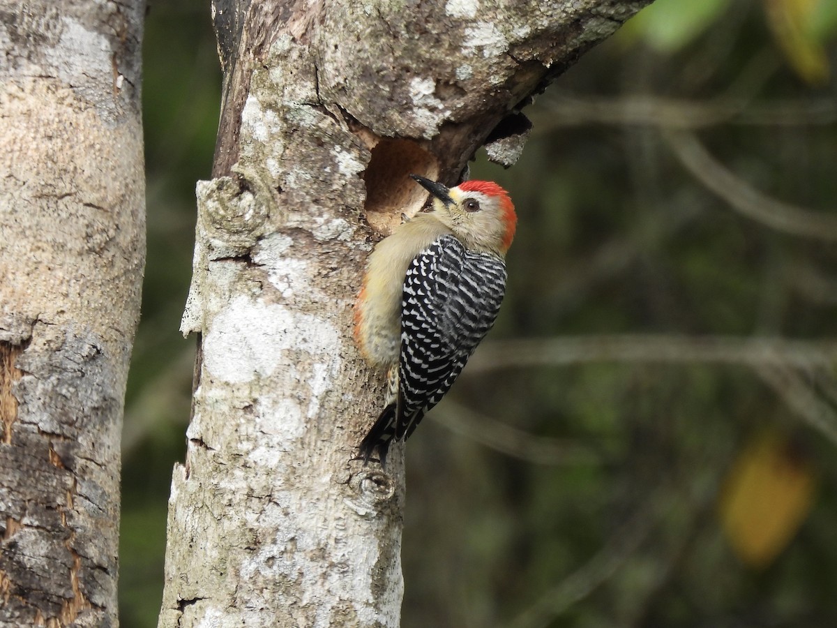 Red-crowned Woodpecker - ML418357311