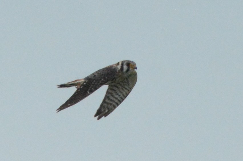 American Kestrel - ML418357691