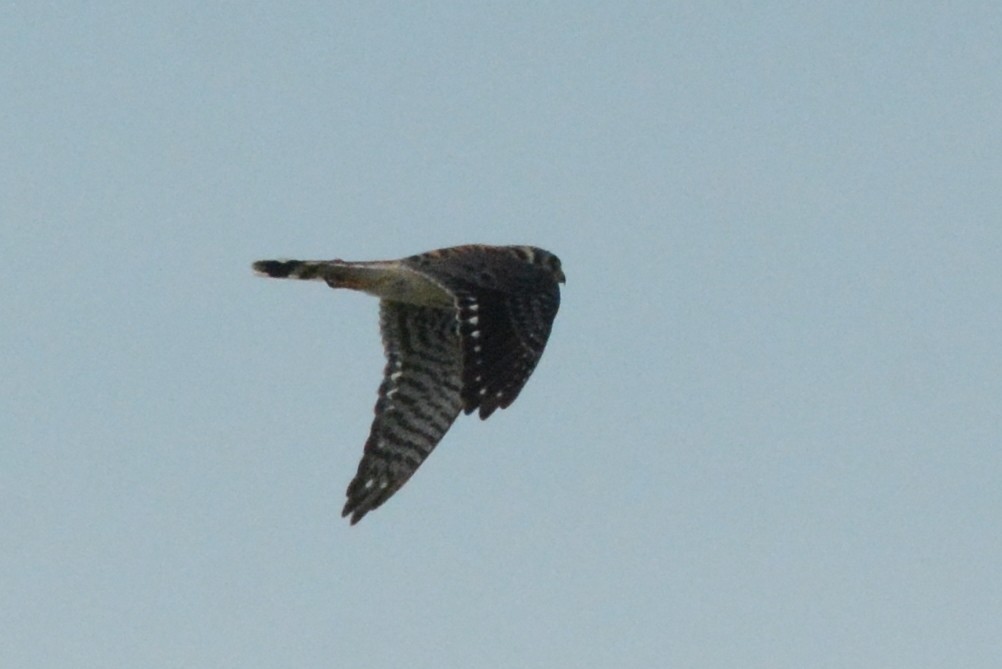 American Kestrel - ML418357721