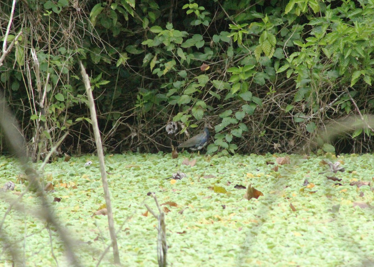 Purple Gallinule - Daniel de Jesus Garcia León