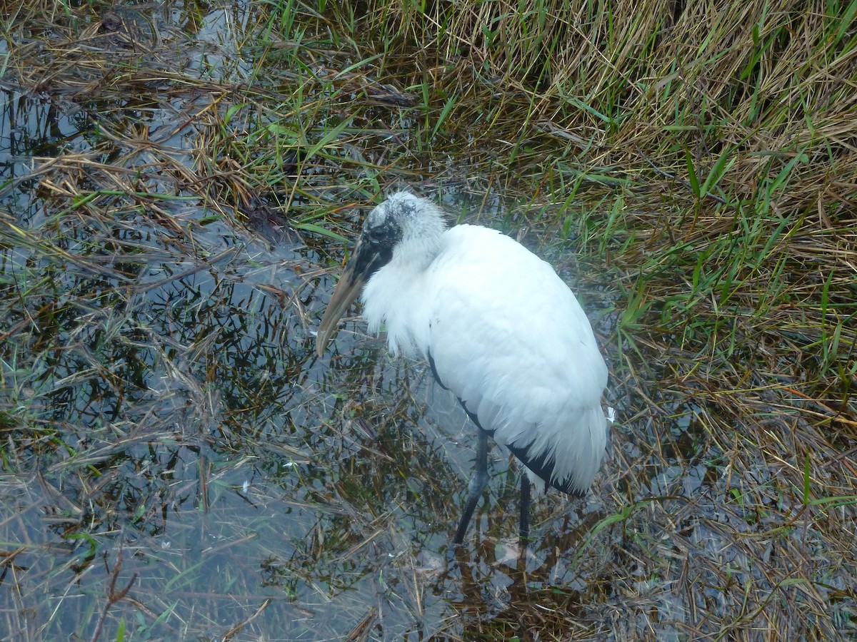 Wood Stork - ML418359311