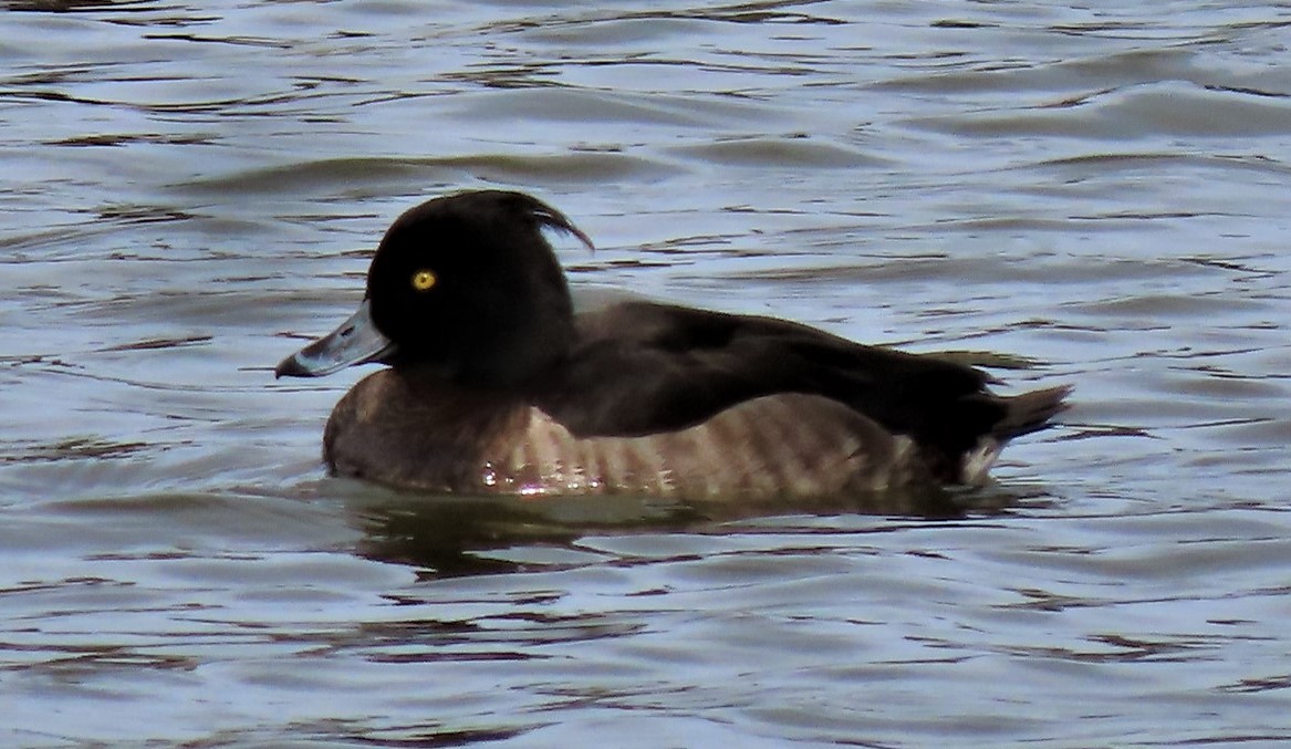 Tufted Duck - ML418359461