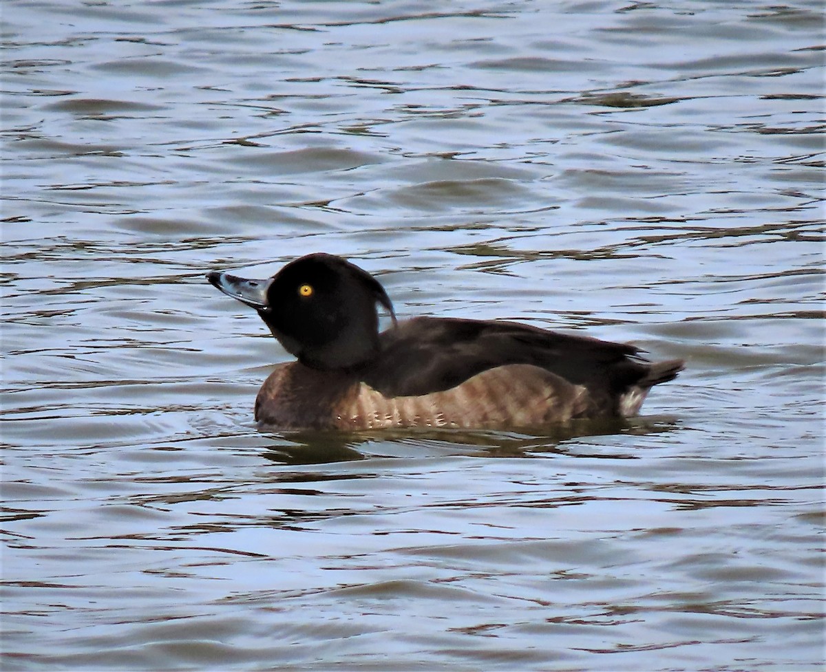 Tufted Duck - ML418359481