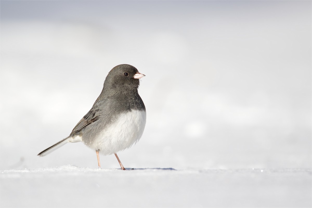 Dark-eyed Junco - ML418359911