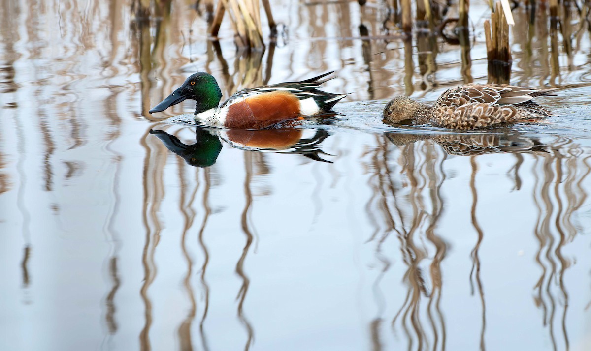 Northern Shoveler - Ken Pitts