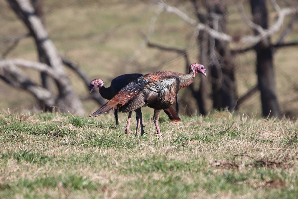 Wild Turkey - ML418360511