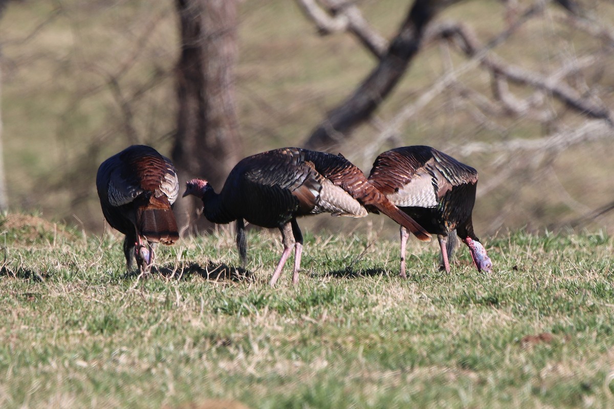 Wild Turkey - ML418360671