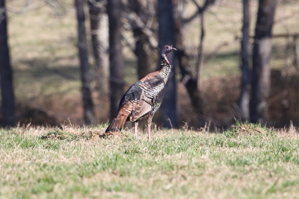 Wild Turkey - ML418360821