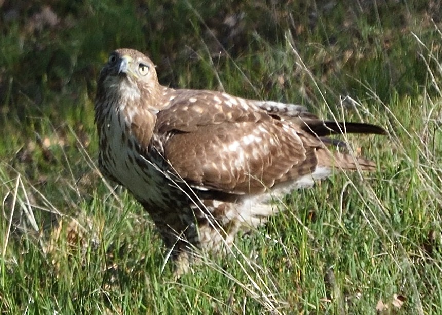 Red-tailed Hawk - ML418361431