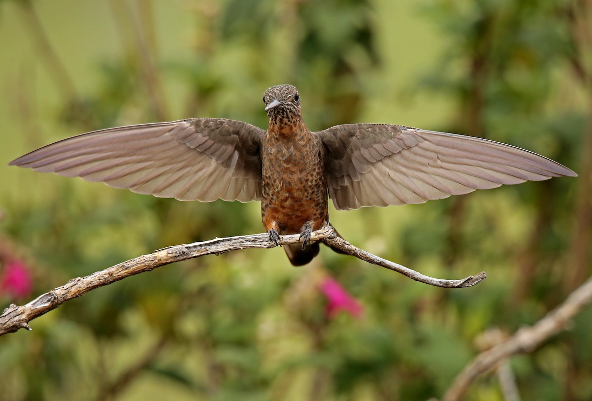 Giant Hummingbird - ML41836151