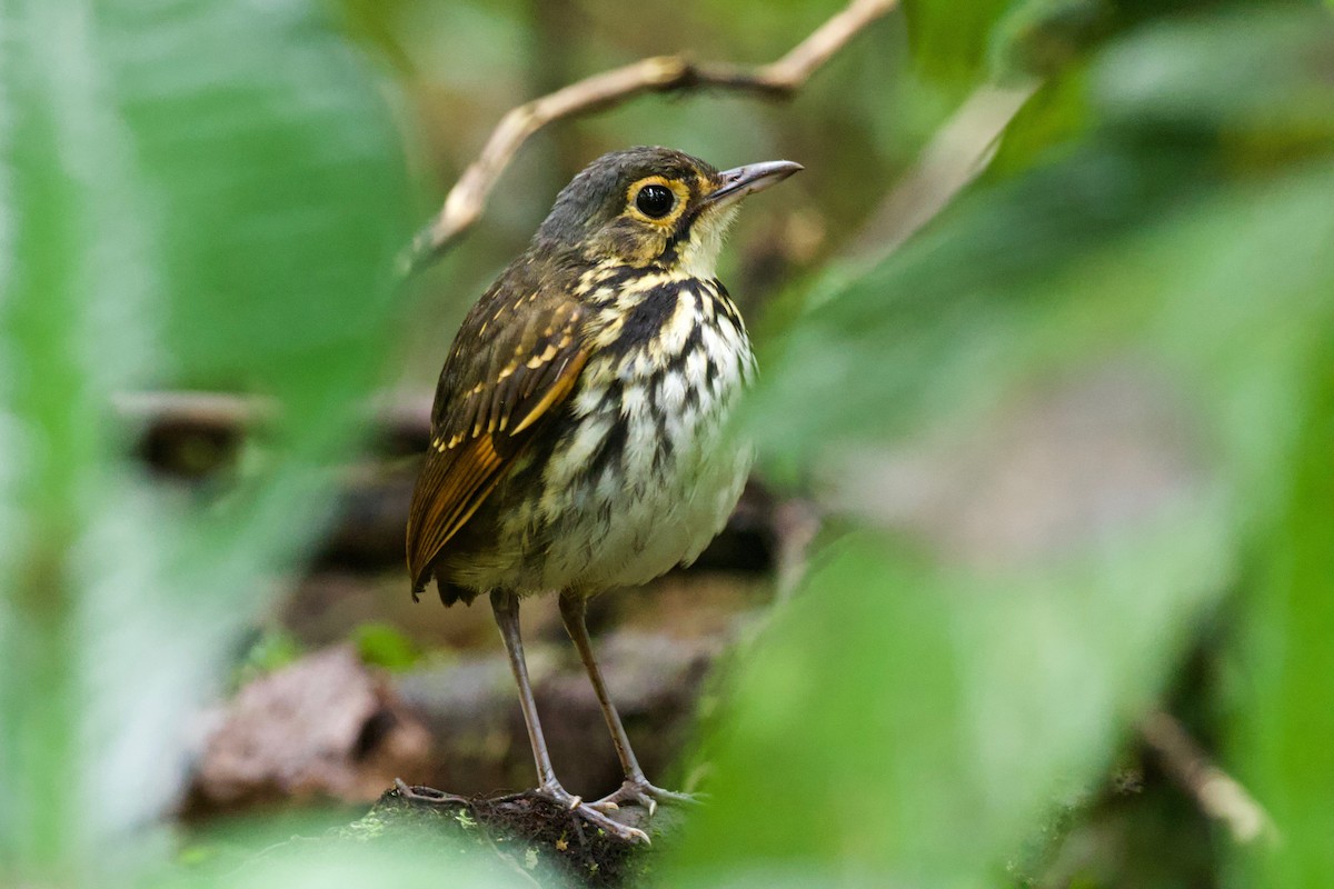 Streak-chested Antpitta - ML418362411