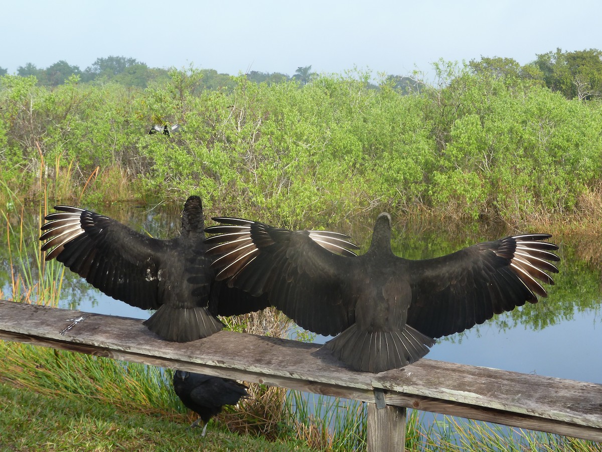 Black Vulture - ML418362491