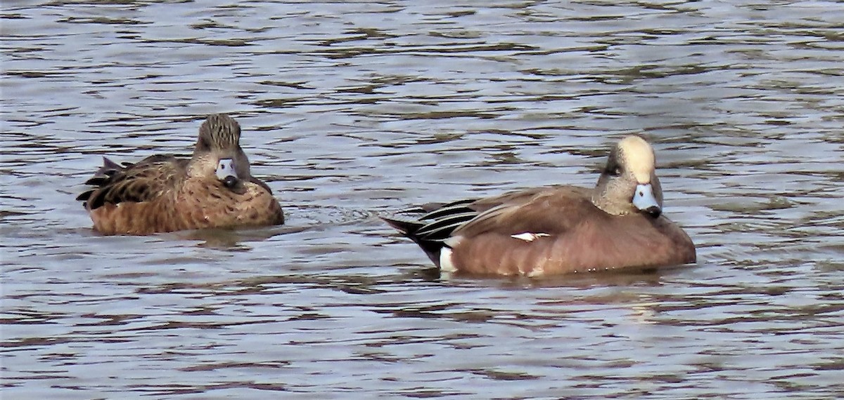 American Wigeon - ML418362891