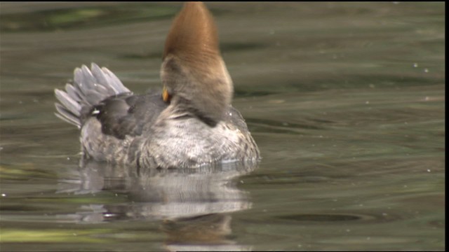 Hooded Merganser - ML418363