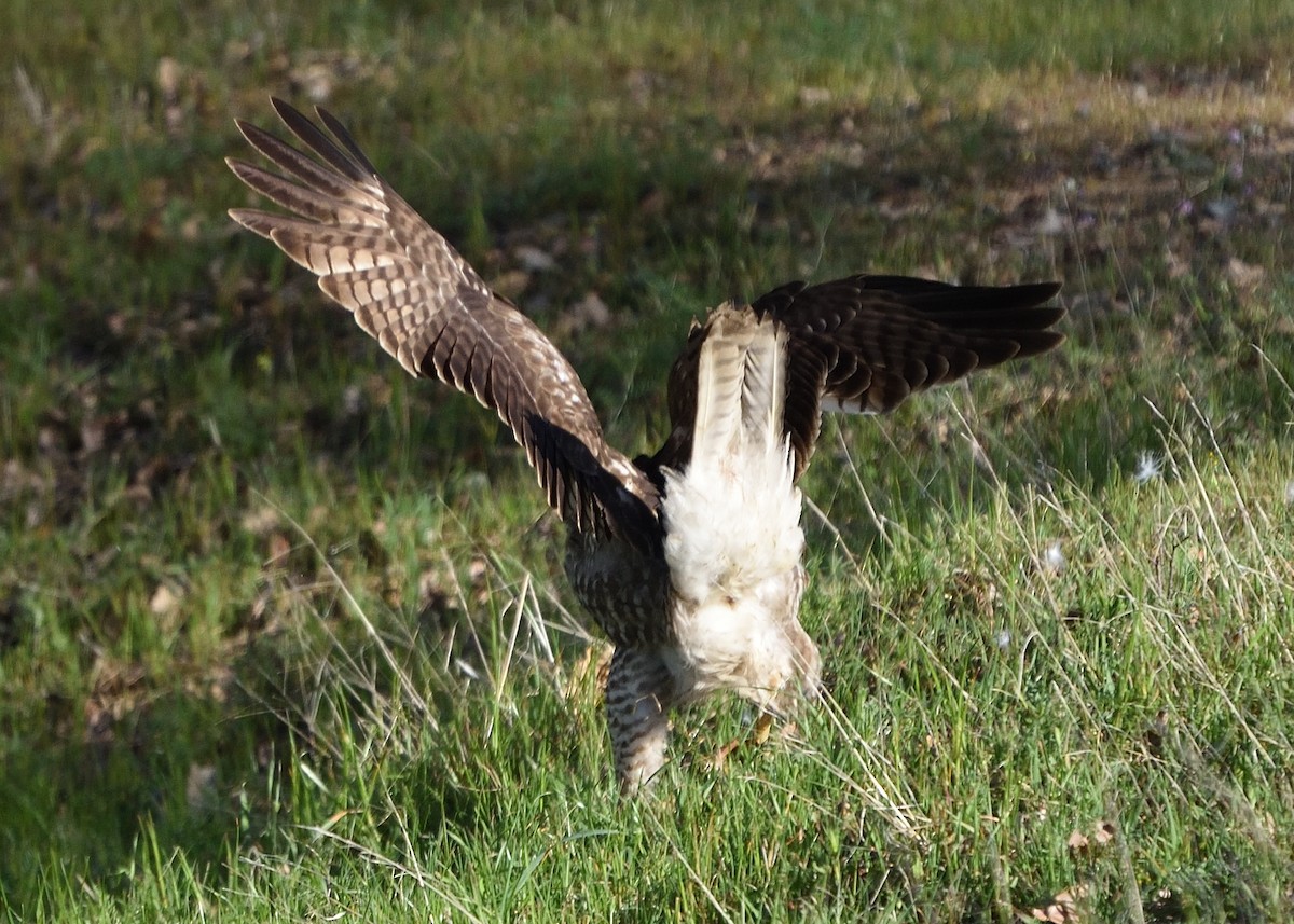 Red-tailed Hawk - ML418363021