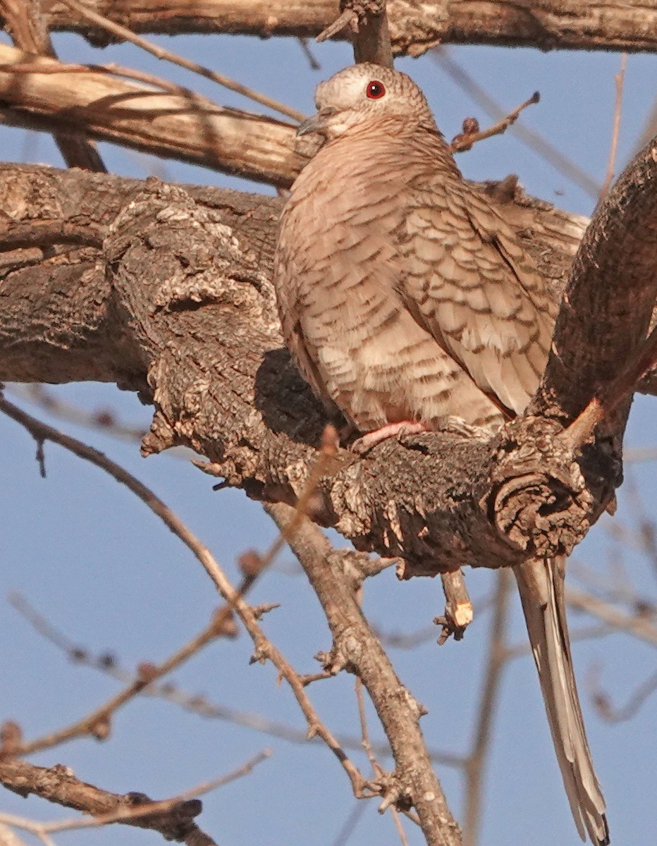 Inca Dove - ML418363371