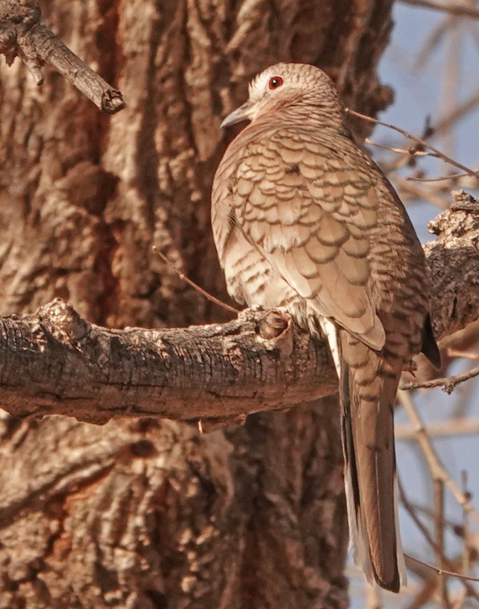 Inca Dove - ML418363421