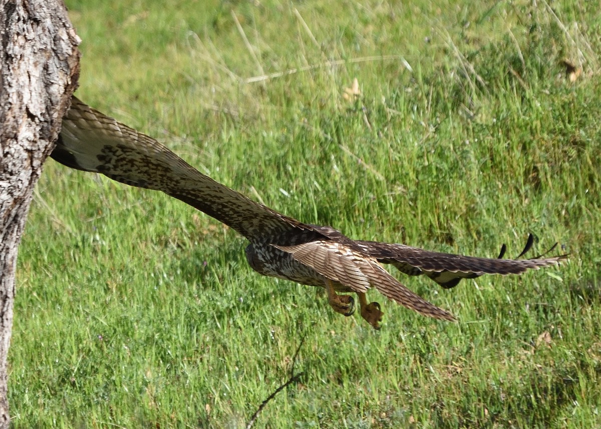 Red-tailed Hawk - ML418364151