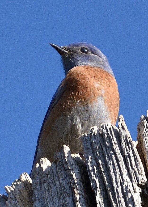 Western Bluebird - Barbara Peck