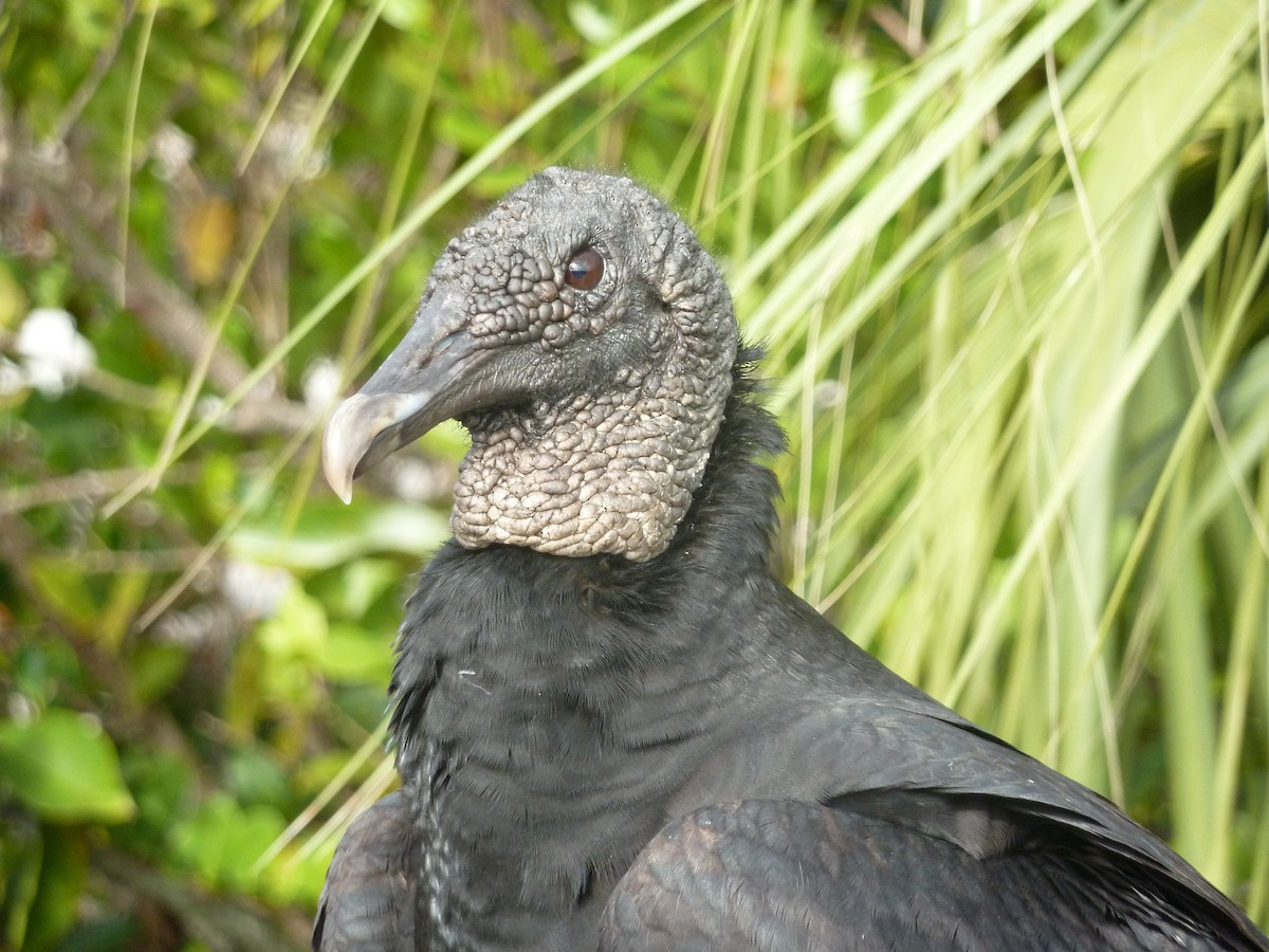 Black Vulture - ML418364681