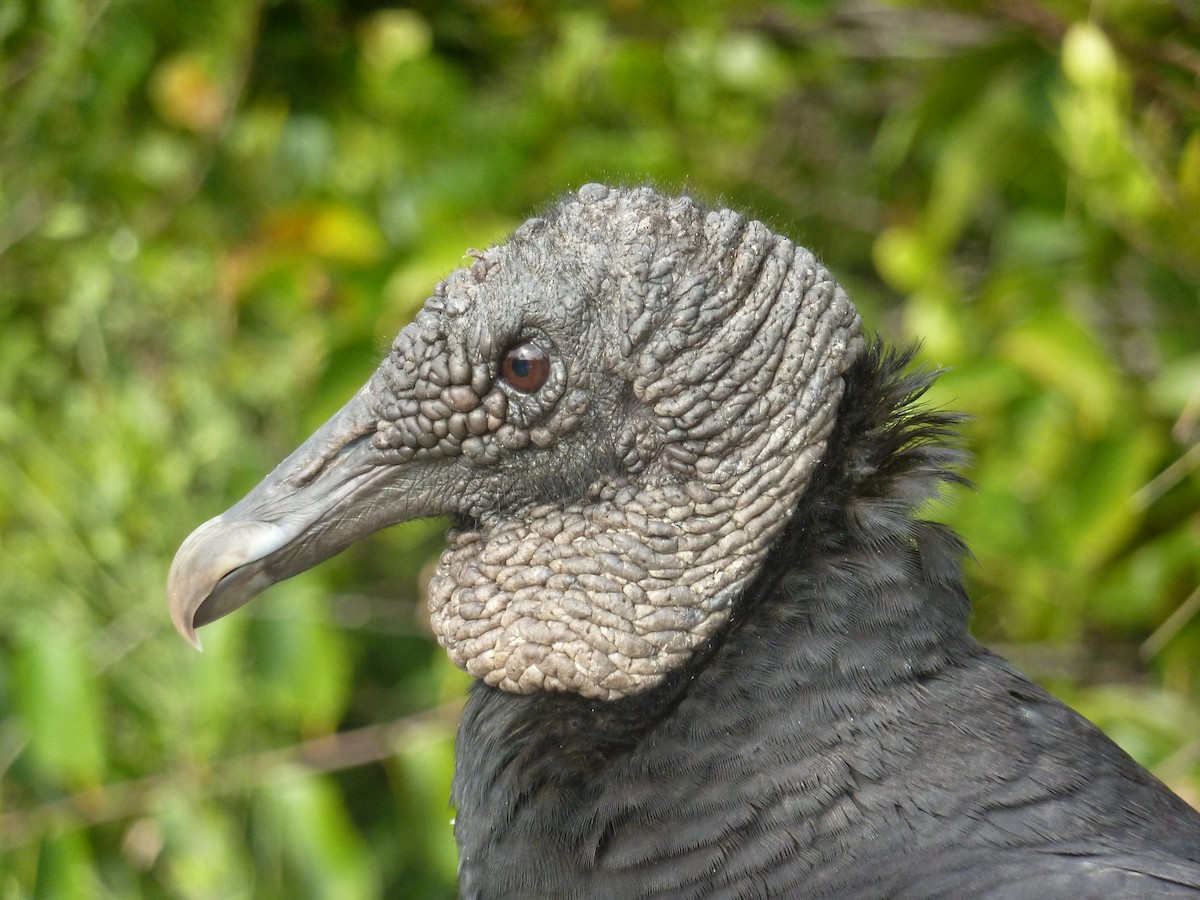 Black Vulture - ML418364741