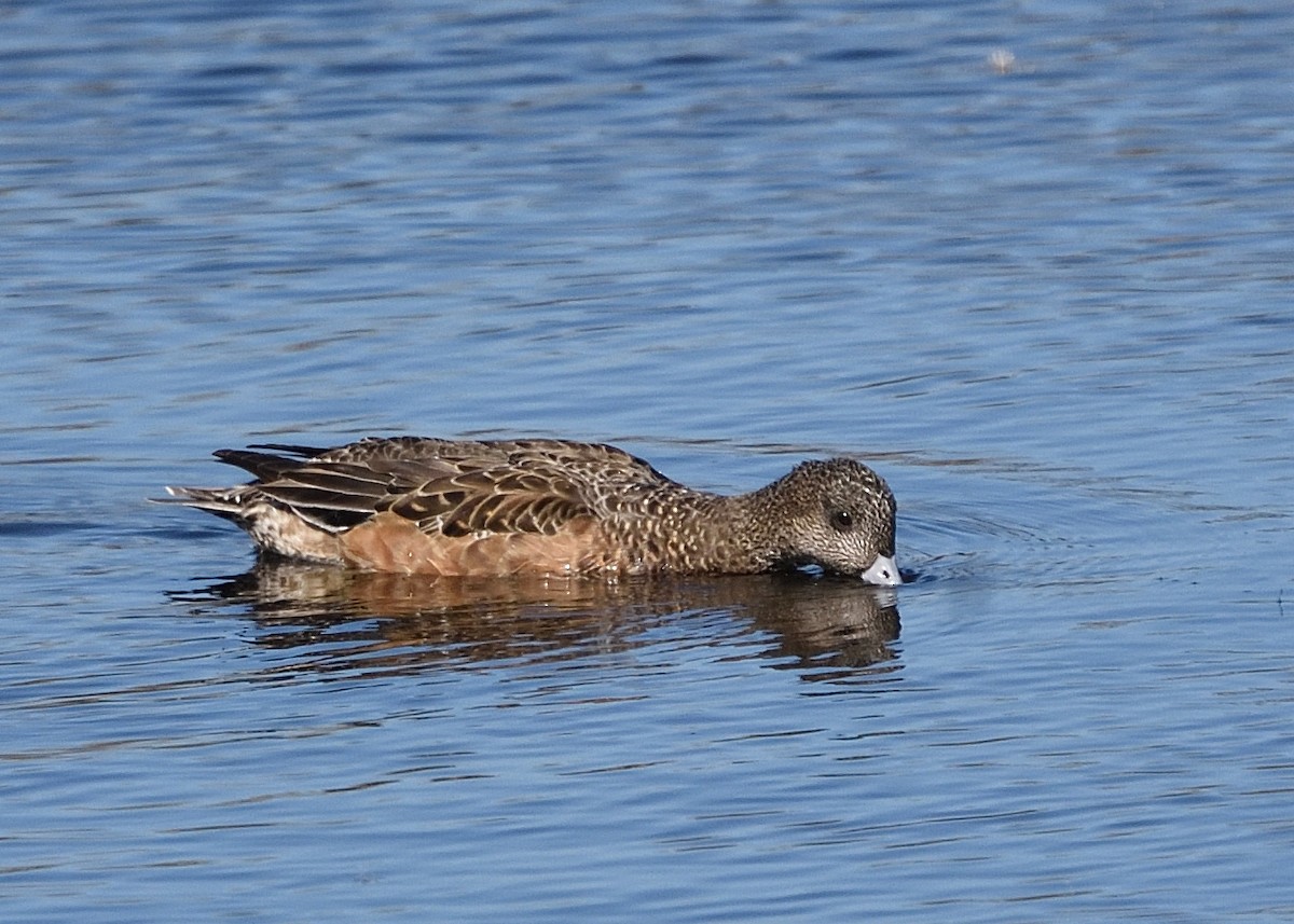 American Wigeon - ML418365181