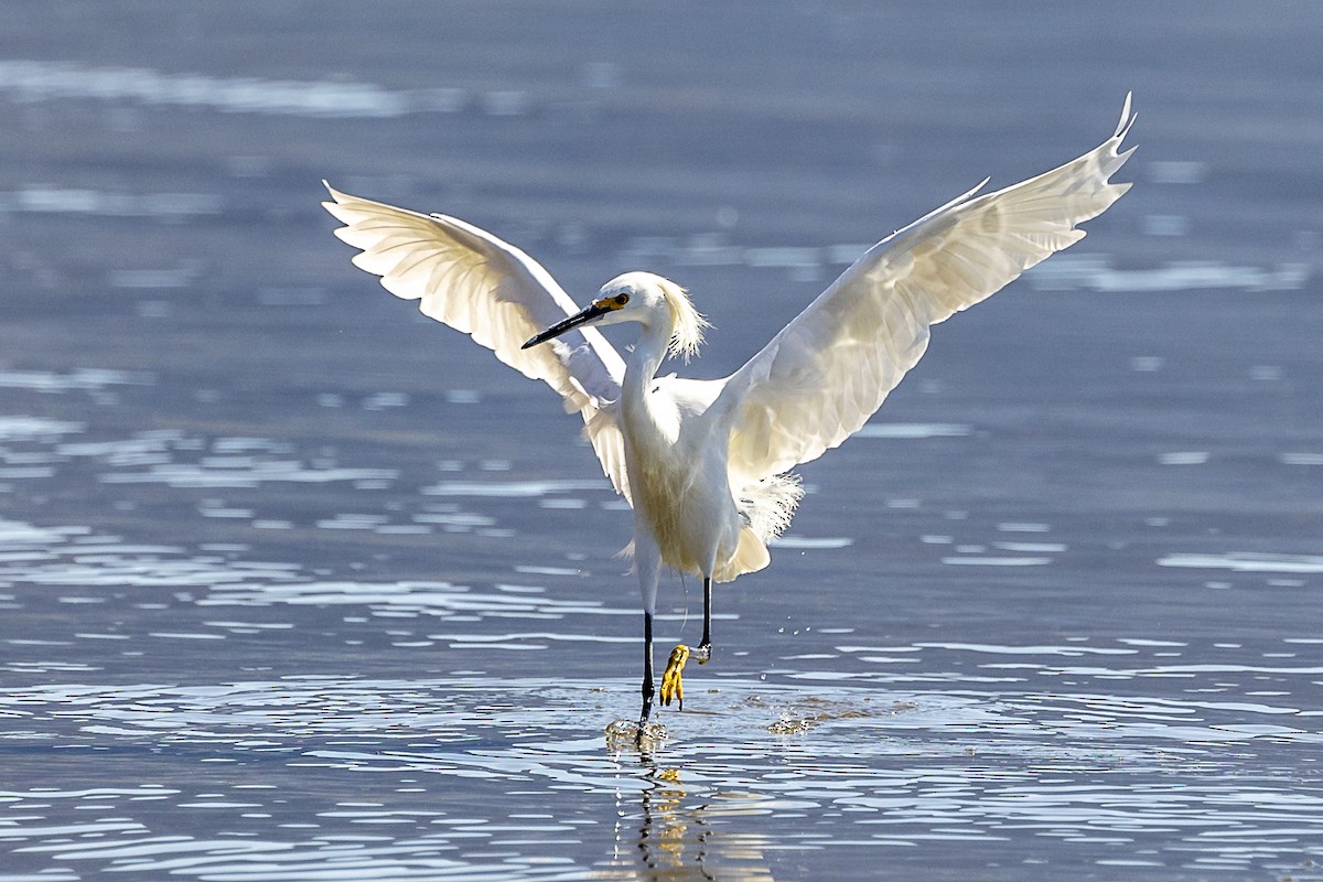 Snowy Egret - ML418368481