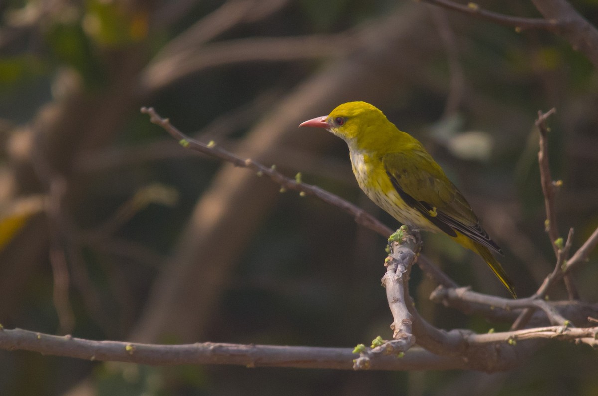 Indian Golden Oriole - Ikshan Ganpathi