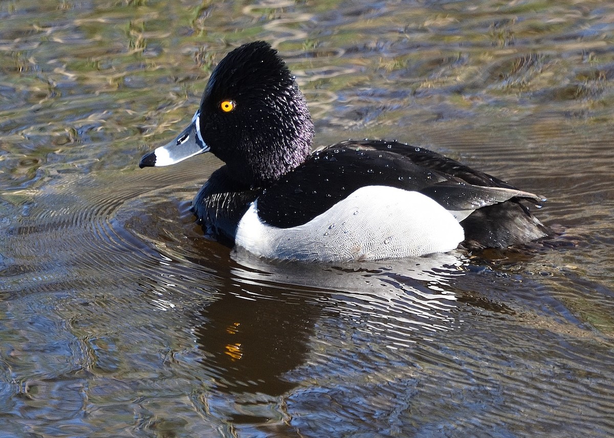 Ring-necked Duck - Barbara Peck