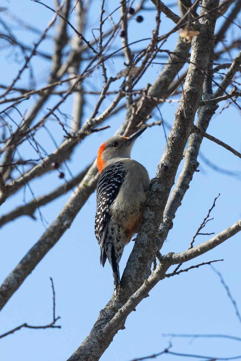 Red-bellied Woodpecker - ML418371621
