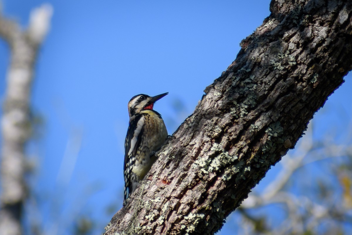 Yellow-bellied Sapsucker - ML418372361