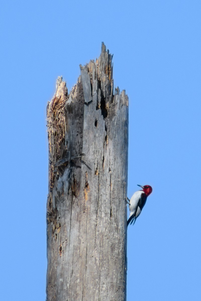 Red-headed Woodpecker - ML418372421