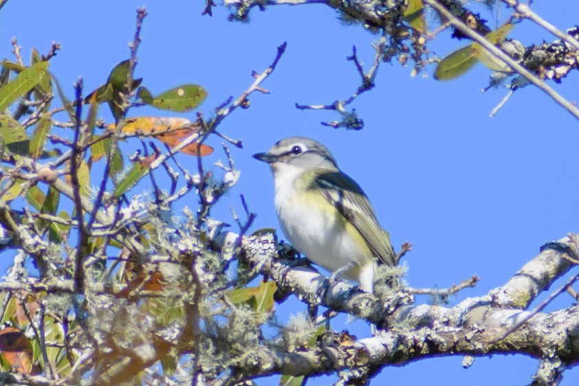 Blue-headed Vireo - ML418372501