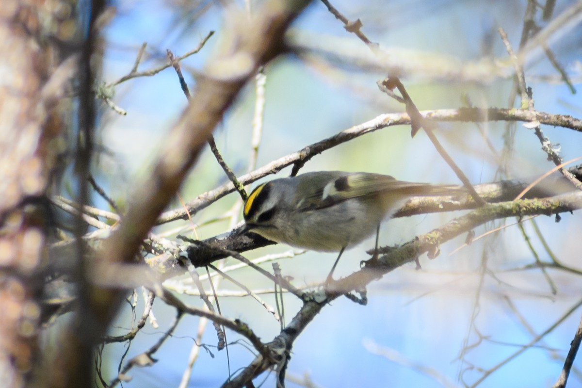 Golden-crowned Kinglet - ML418372721