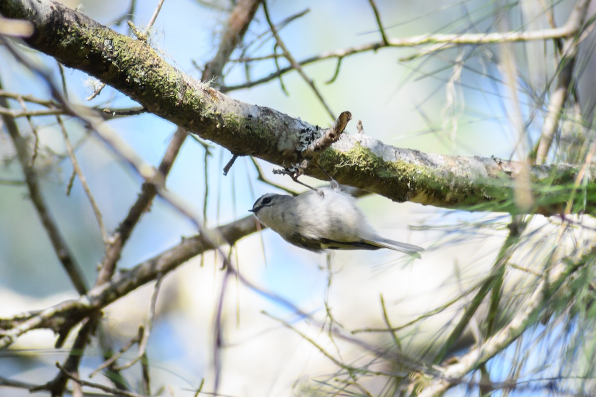 Golden-crowned Kinglet - ML418372881