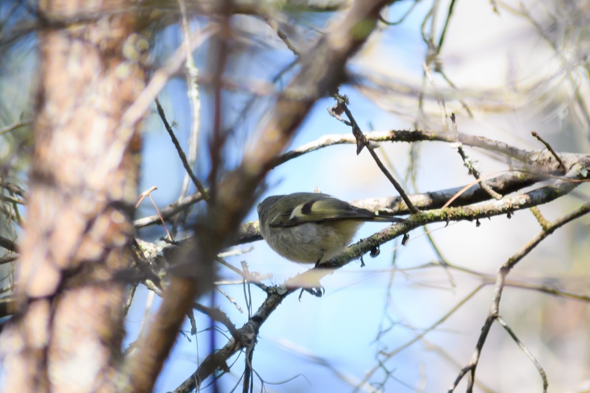 Golden-crowned Kinglet - ML418372951