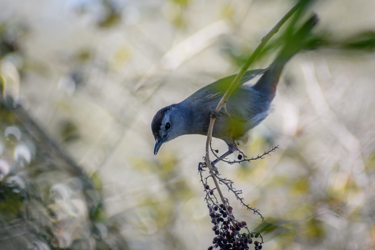 Gray Catbird - ML418373091