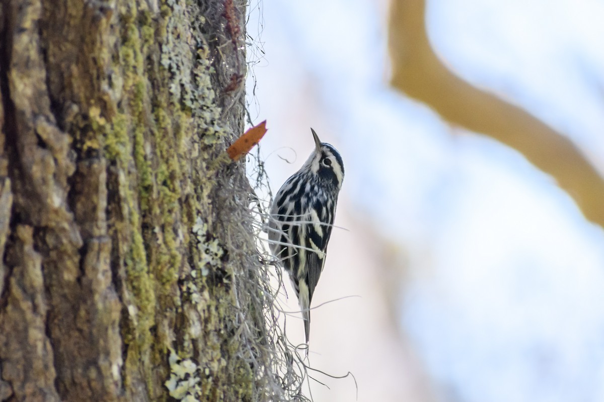 Black-and-white Warbler - ML418373181