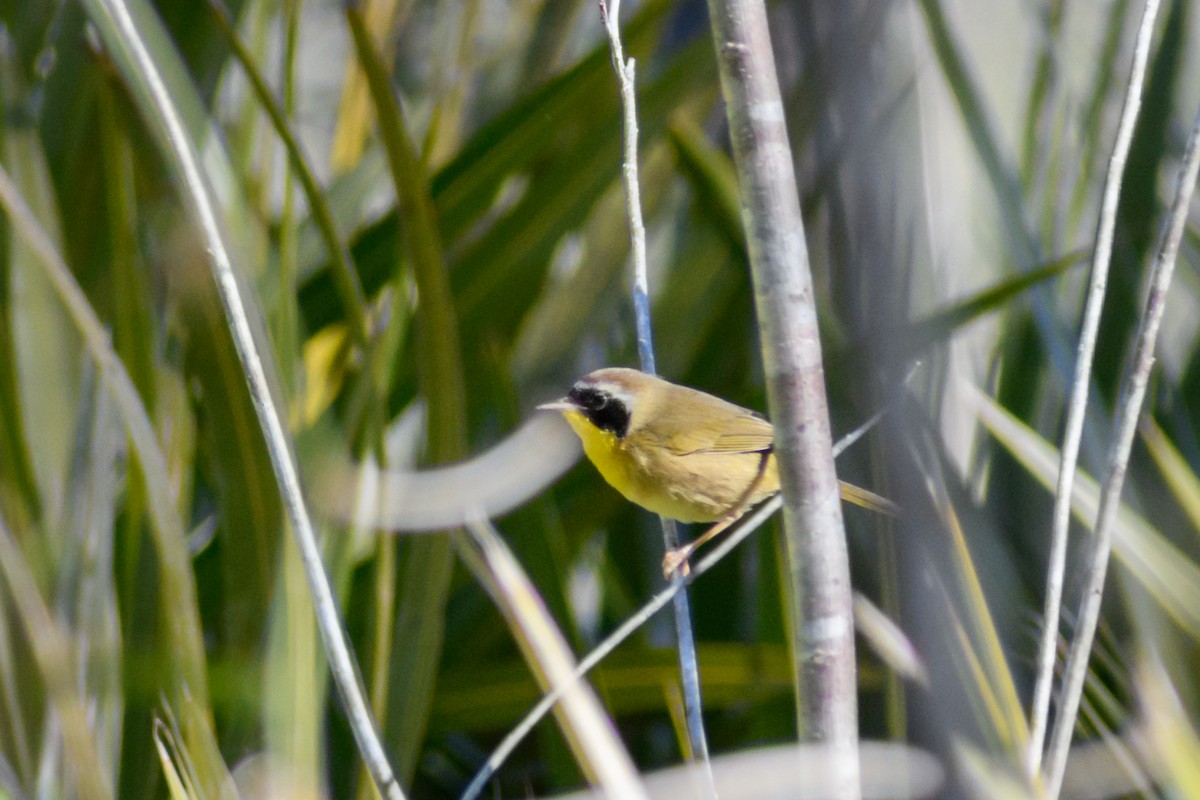 Common Yellowthroat - ML418373201