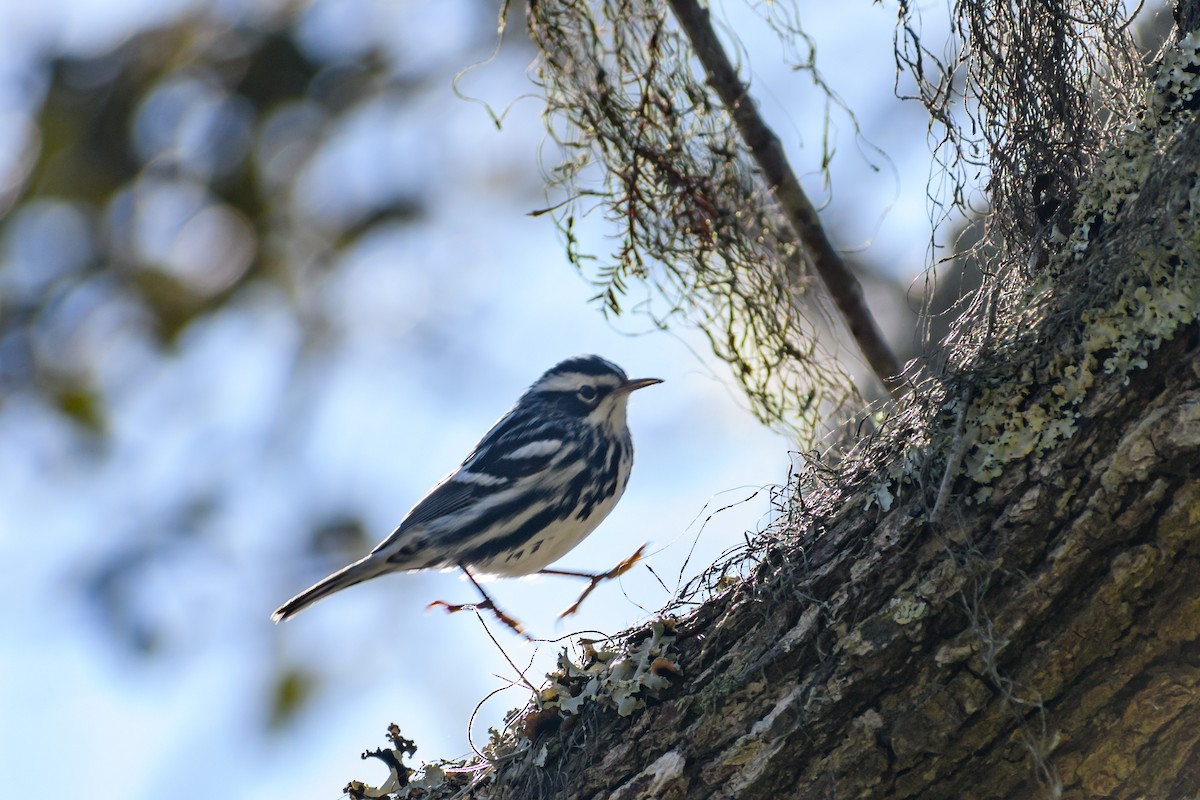 Black-and-white Warbler - ML418373241