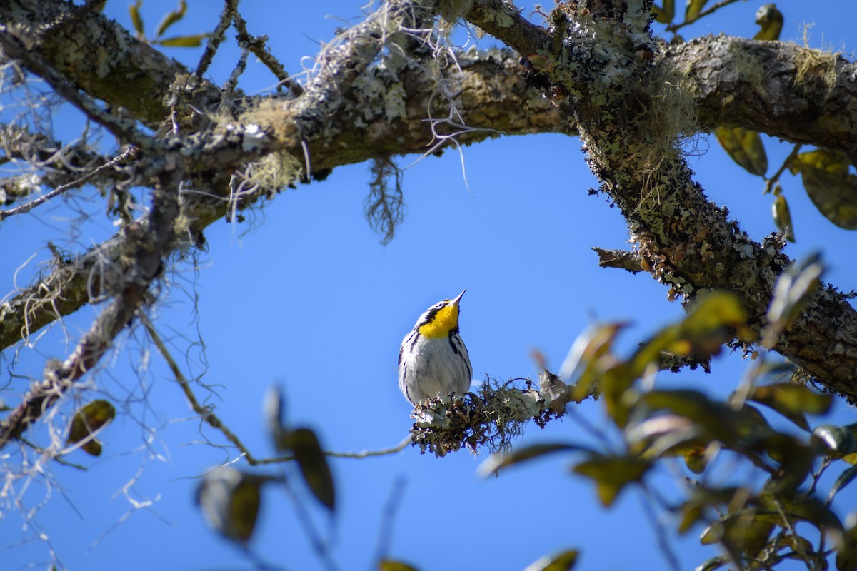 Yellow-throated Warbler - ML418373931