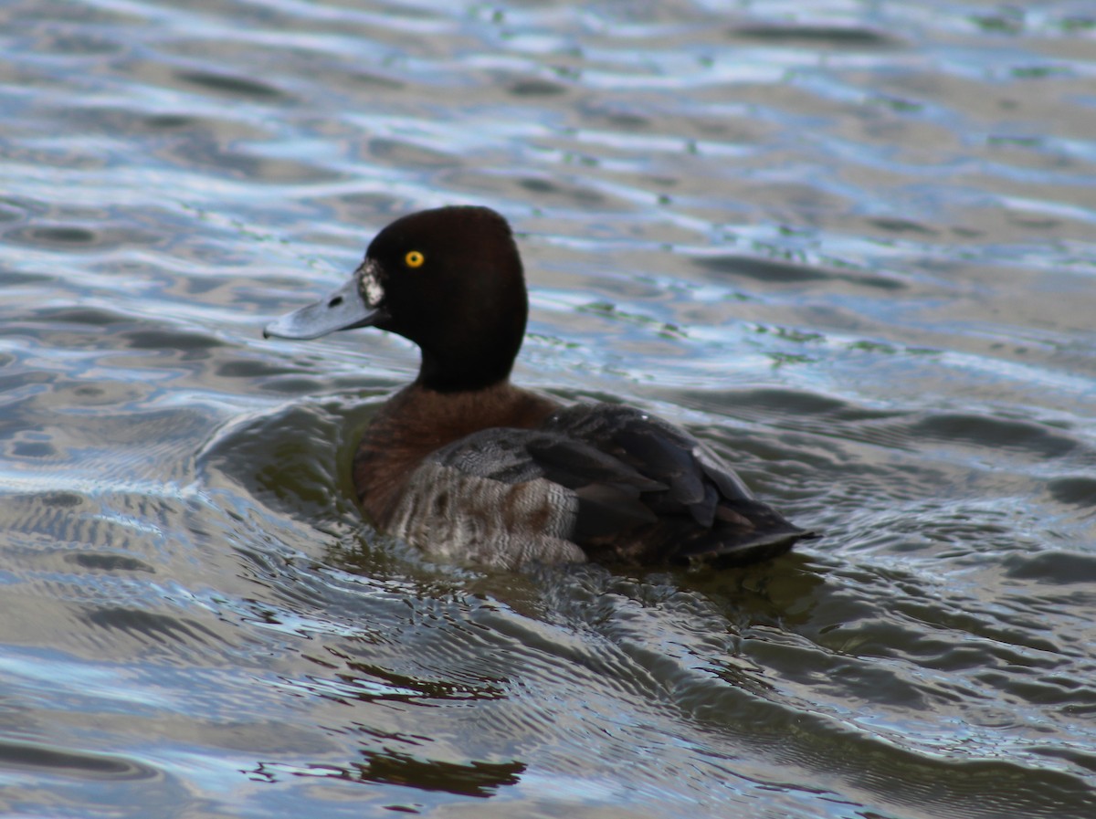 Lesser Scaup - ML418374481