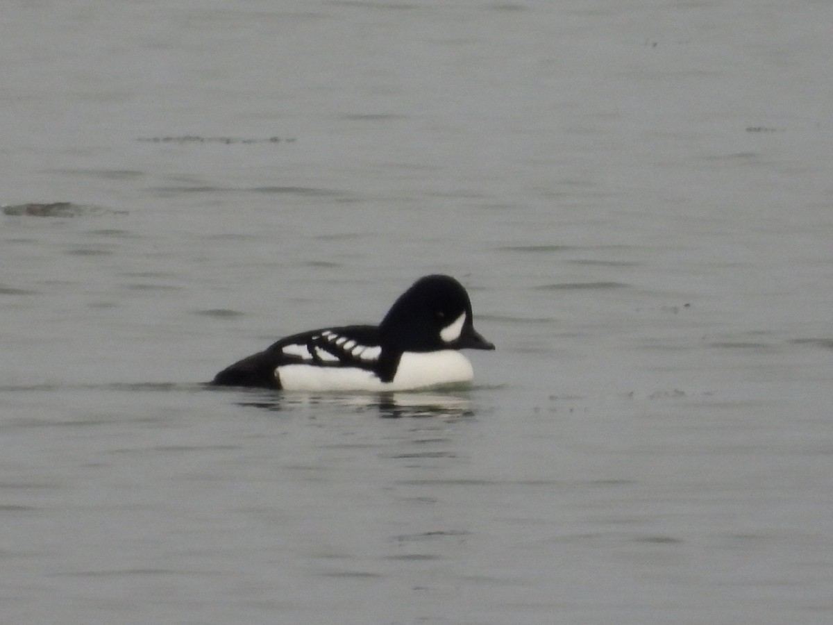 Barrow's Goldeneye - ML418375051