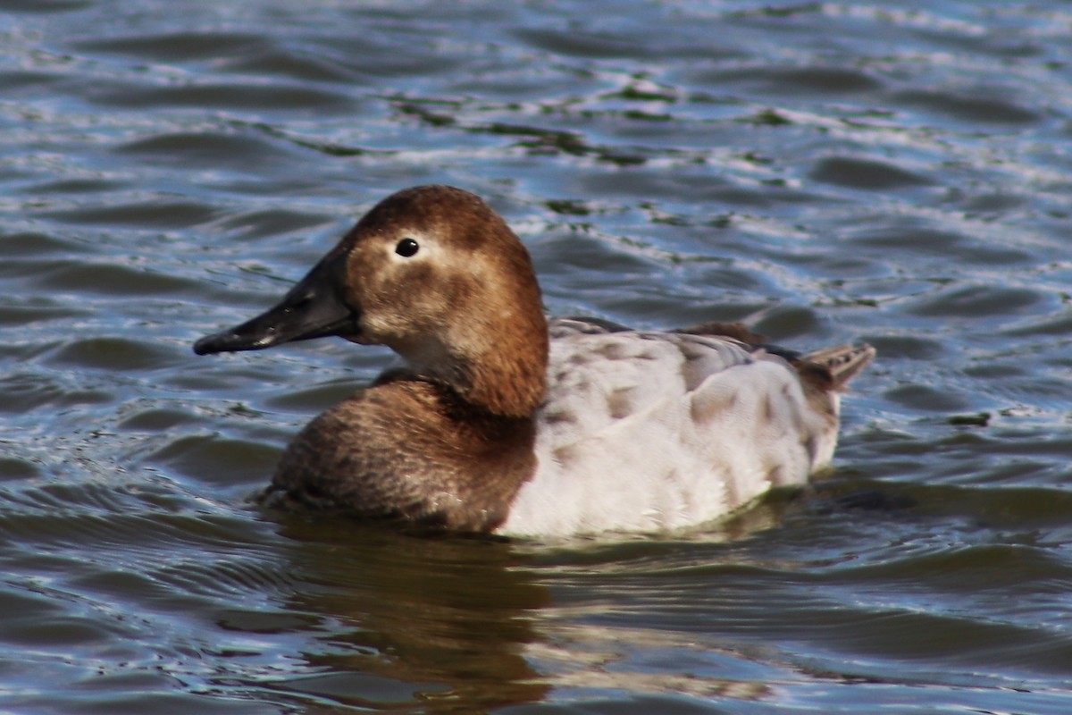 Canvasback - ML418375611