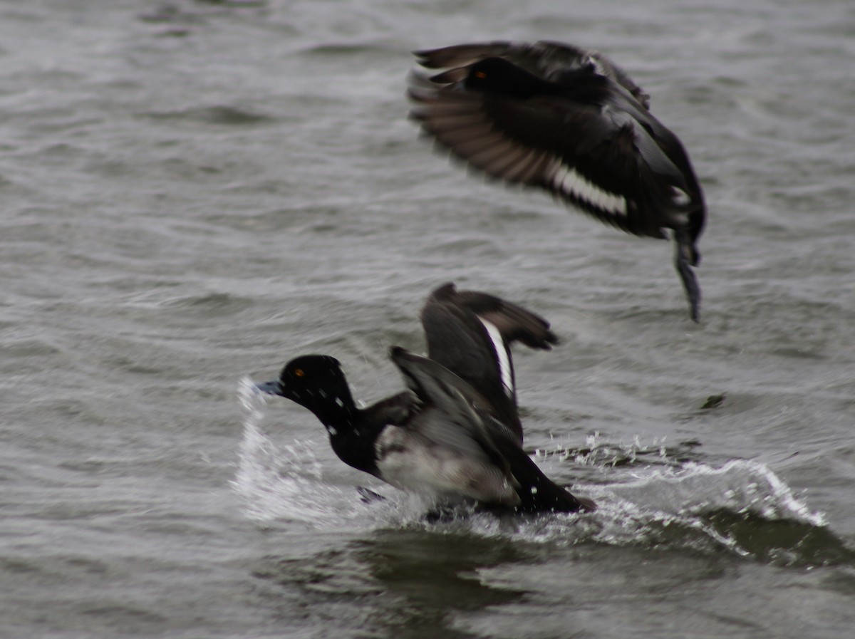 Lesser Scaup - ML418376741