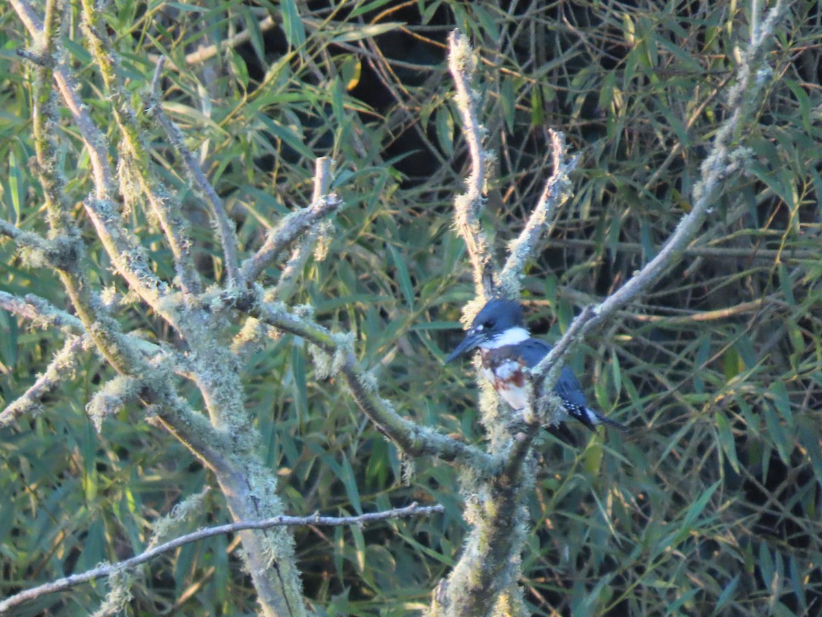 Belted Kingfisher - Sylvie Silverstein