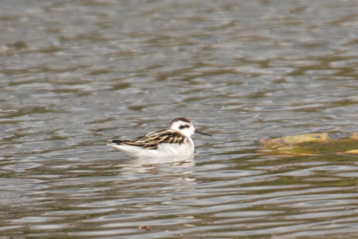 Red-necked Phalarope - ML41837941