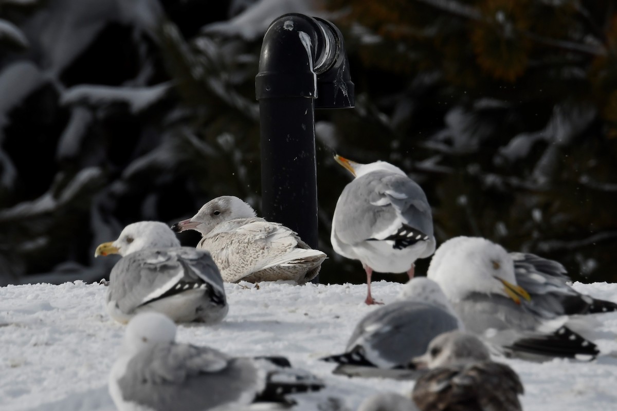 Glaucous Gull - Douglas Tate