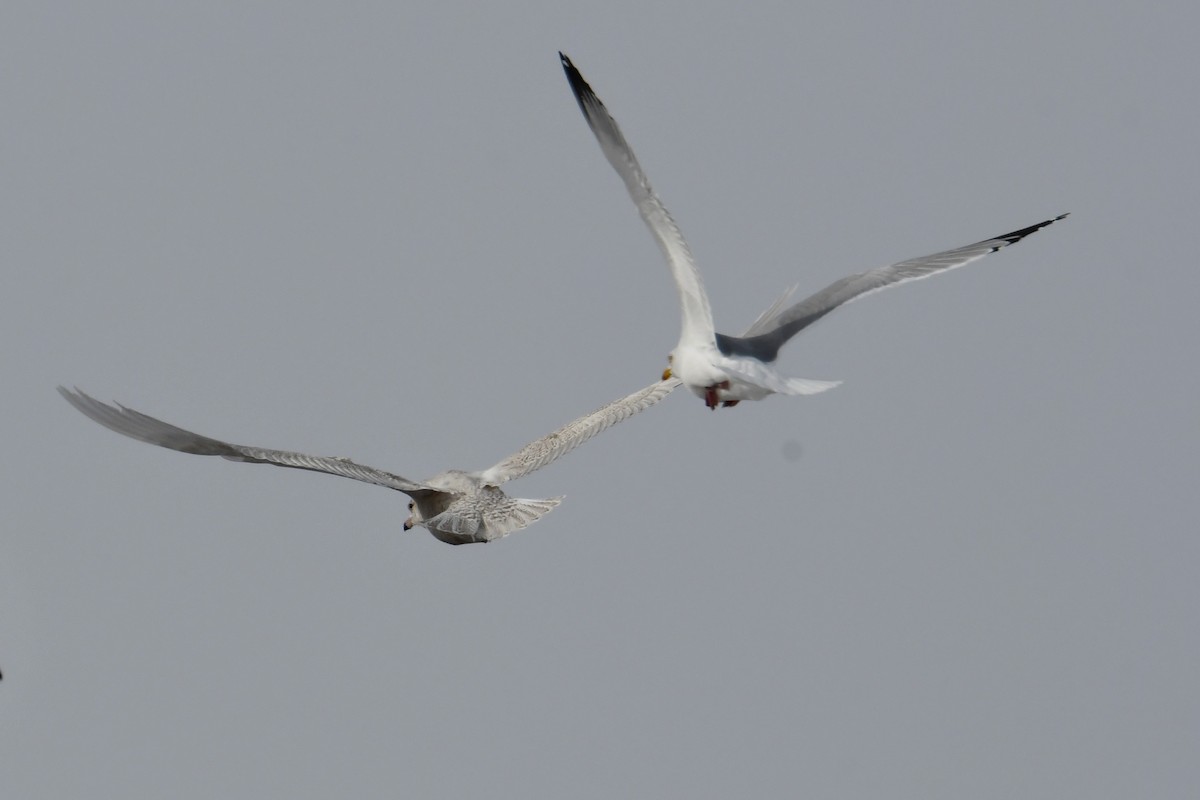 Glaucous Gull - Douglas Tate