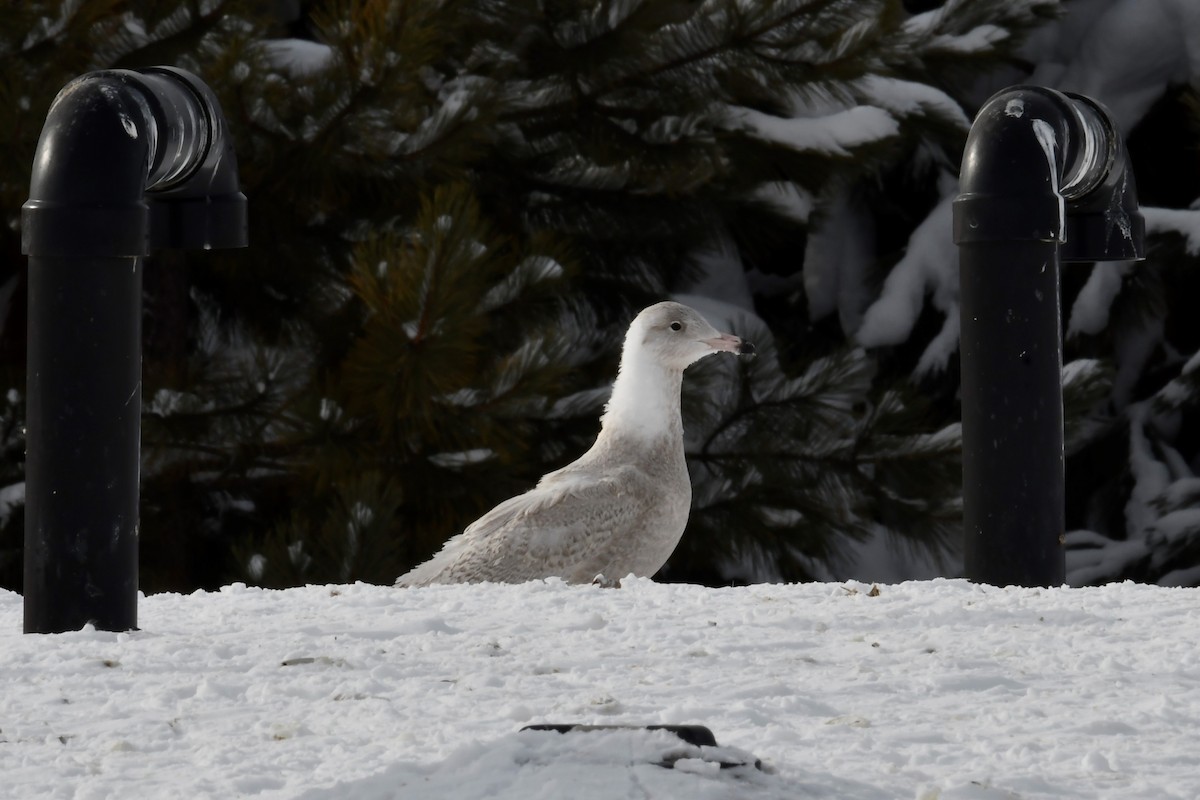 Glaucous Gull - ML418380291